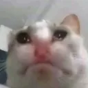 cat_sob