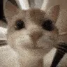 smilecat