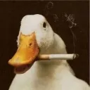 ducksmoke