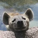hyena