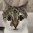 bewildered Discord emoji