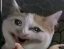 cat_why