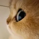 sideeyee
