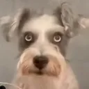 OOR_Sushi_stare
