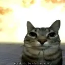 catboom