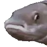noddersfish