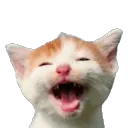 CLlaughingcat