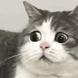 kt_huh