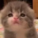 pwease