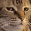 catBruh