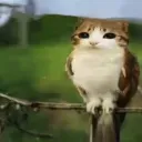 meowl