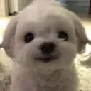 happi