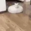 CatUFO