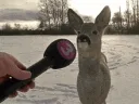 deerinterview