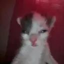Uhhaa