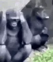 Gorilla_Tweak