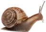 snailHD