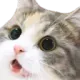 catuwu