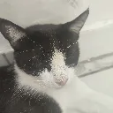 OH_MY_GOD_ITS_AN_CAT