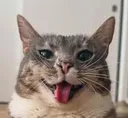 bleh