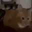 kit_boink