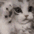 ST_supercutekitteh