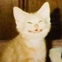 cheesinkitty