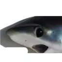 whale