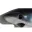 whale