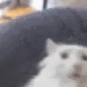 pogg pogg