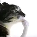 kot_dumaet