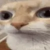 uuh uuh