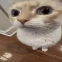 Cat_sideye