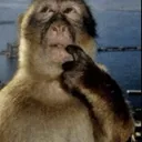 sillymonke_Dot_GG_femboiss