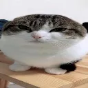 mew mew