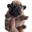 pibble pibble