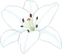 u_whitelily