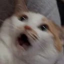 cat_scared