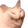 cat_laugh