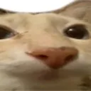 catcat2