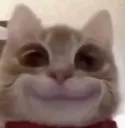 catsmile