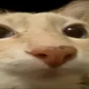 shrug_cat_2