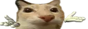 cattoshrug