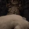 catpray