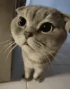 sus_kitty