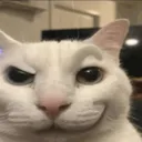 SigmaCat