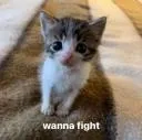 wannafight
