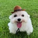 veryveryverycutedog