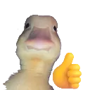 duck_up
