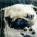 pug